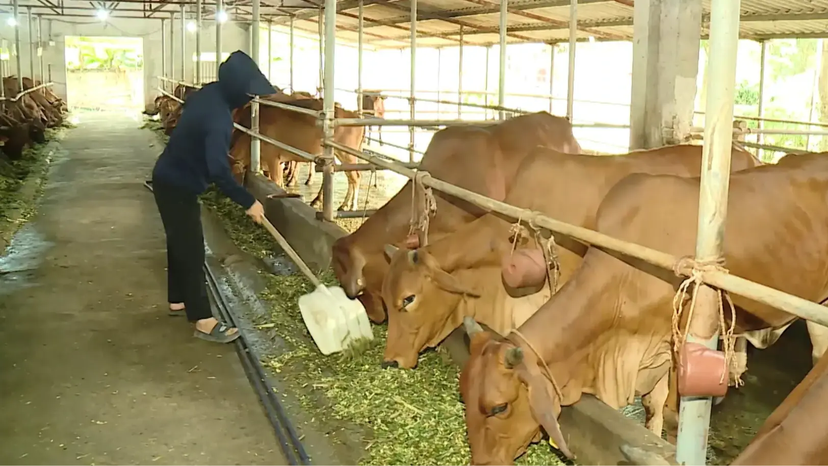 Giảm phát thải khí metan trong lĩnh vực chăn nuôi | Chuyển đổi xanh | 11/10/2025